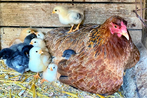 Das Huhn bewacht seine Küken