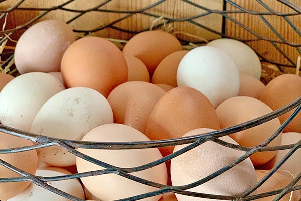 Frische Eier von unseren Hühnern