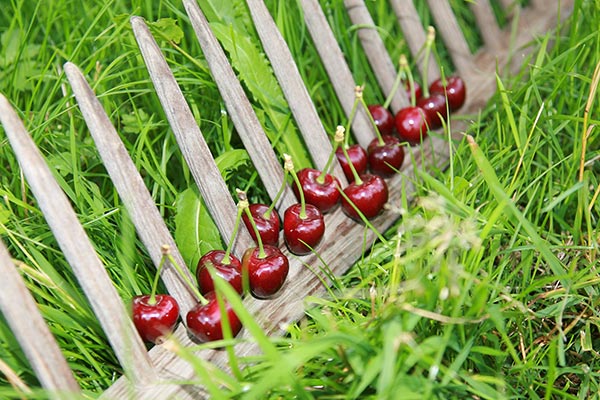 Knackige Kirschen aus unserem Obstgarten