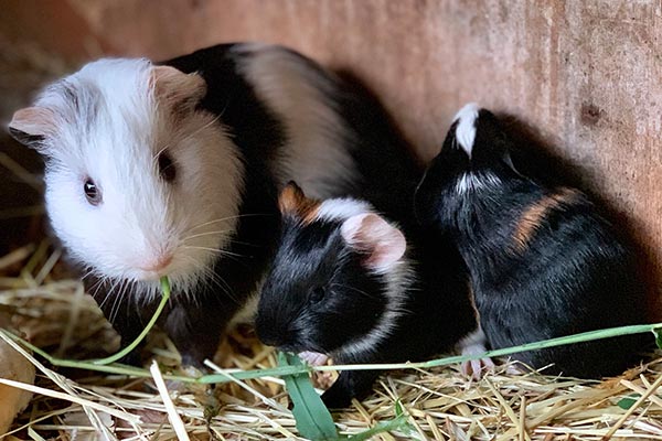 Nachwuchs bei den Meerschweinchen