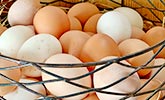 Leckere, täglich frische Eier vom Hof
