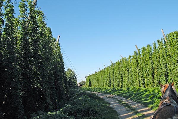 ... bevor sie im Sommer eine stattliche Höhe erreichen