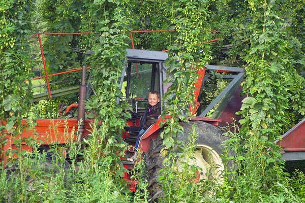 Hier helfen bei der Ernte alle mit