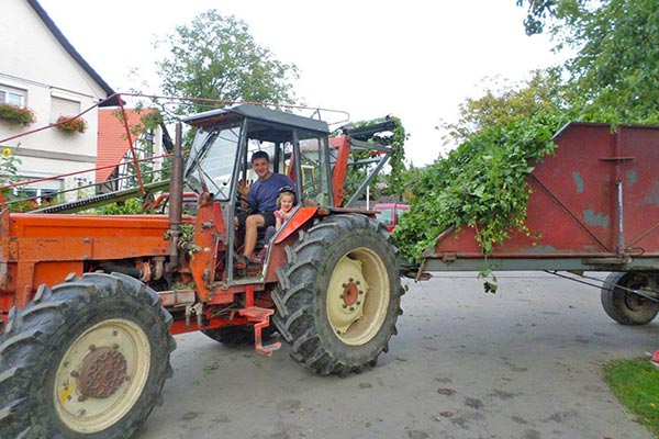 Die Hopfenernte wird eingefahren