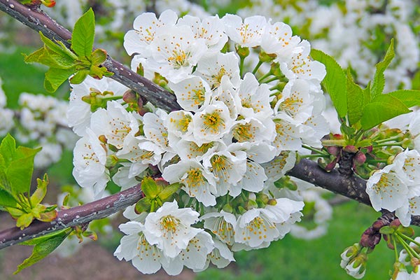 Kirschblüte im Frühling