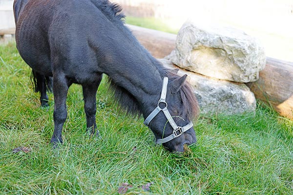 Unser Pony lässt sich das saftige Gras schmecken