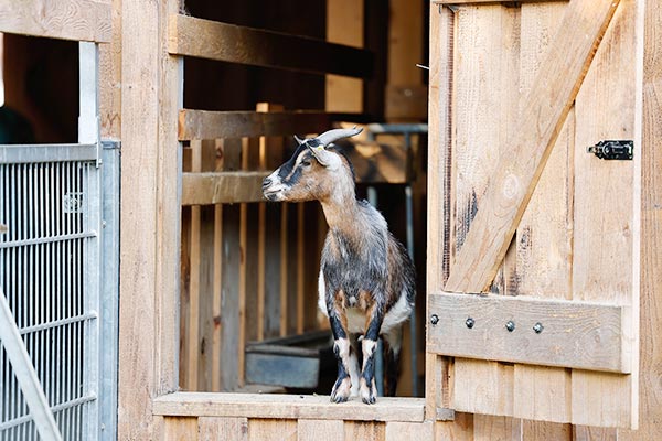 Neugierige Ziegen