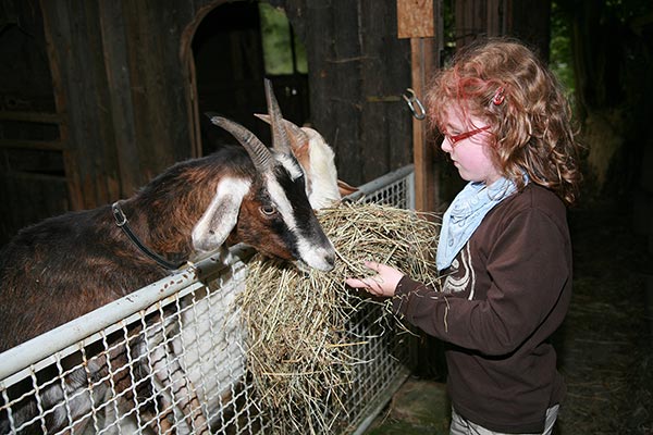 Die Ziegen haben Hunger