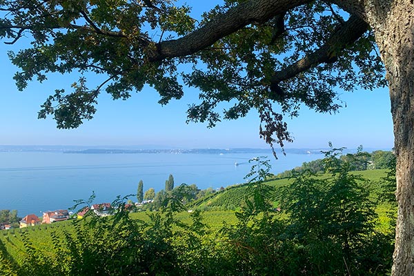 Wandern in den Weinbergen rund um Meersburg